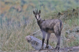 <p>KAMZÍK HORSKÝ (Rupicapra rupicapra) Lužické hory - Studenec, 9/2016 / Chamois / Gämse</p>